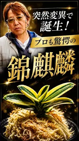 青い葉から突然ルビーの縞？伝説の銘品「錦麒麟」