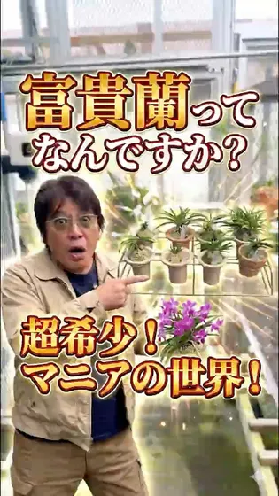 【富貴蘭入門】この道40年の達人が語る「富貴蘭」の正体！