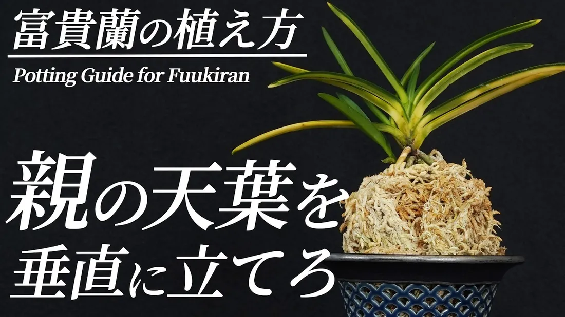 【富貴蘭の植え替え】匠が教える「美を追求した」技法を解説