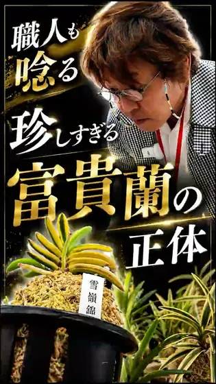梅さんが品定めしていた珍しい富貴蘭の正体